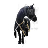 Caparaçon pour Cheval